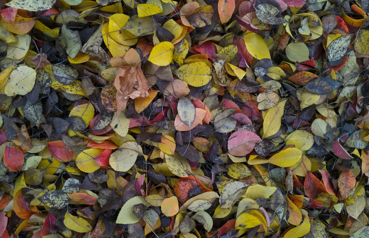 Celebrity examples of true autumn color palette in fashion and styling Celebrity examples of true autumn color palette in fashion and styling