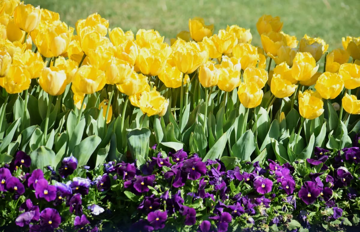True spring color characteristics: warm, bright, clear tones for seasonal color analysis identification True spring color characteristics: warm, bright, clear tones for seasonal color analysis identification